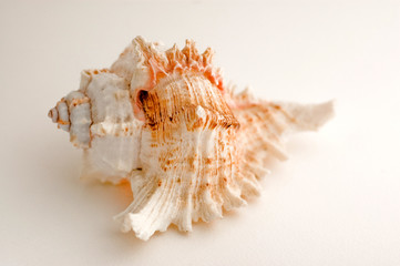 Isolated seas shell