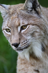 European Lynx