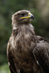 Steppenadler