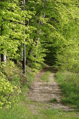 Fototapeta premium Waldweg