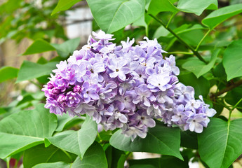 Obraz na płótnie Canvas Branch of lilac flowers