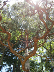 20100531_日本庭園