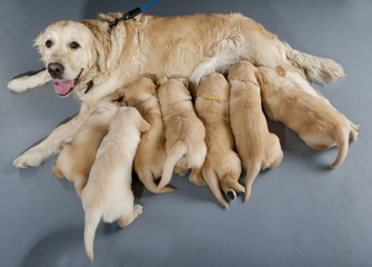 female dog of golden retriever with puppies