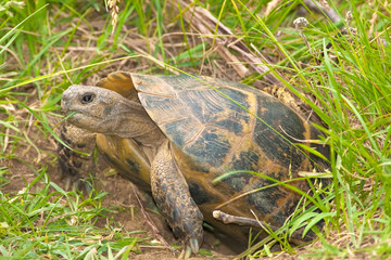 a spur-thighed turtle coming out from its refuge