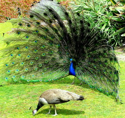 The Peafowl Mating Ritual