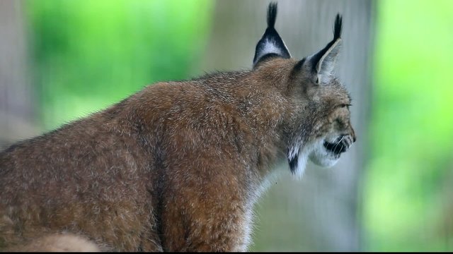 luchs