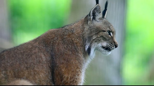 luchs