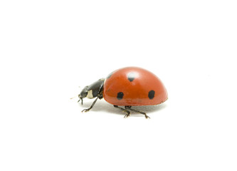 ladybug