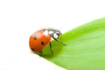 ladybug