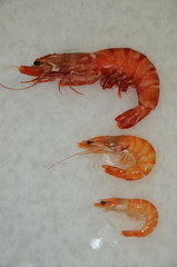Differantes sizes of shrimps