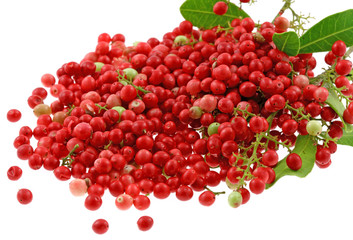 graines mûres de baies roses, fond blanc