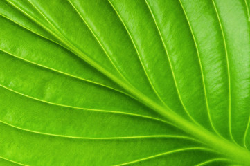 Leaf background