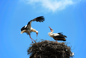 storks in nest
