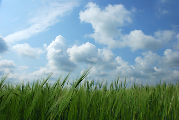 Obraz premium green wheat field and blue sky landscape