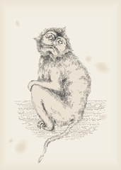 monkey -drawing