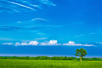 green field lonely tree and the blue sky
