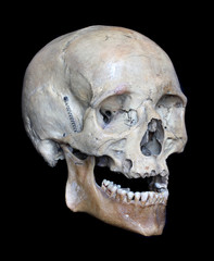 Obraz premium Skull of the person.