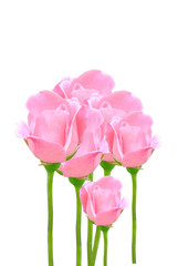 rosa
