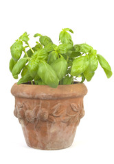 Basil in a flower pot