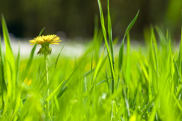 Dandelions in the grass