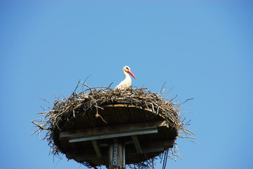 Fototapeta premium Weißstorch im Nest