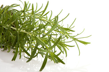 fresh rosemary plant over white background