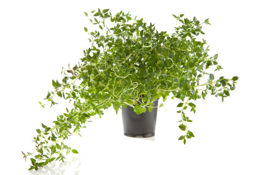 fresh thyme plant over white background