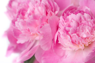 pink peony flower