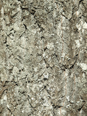 Bark of a poplar