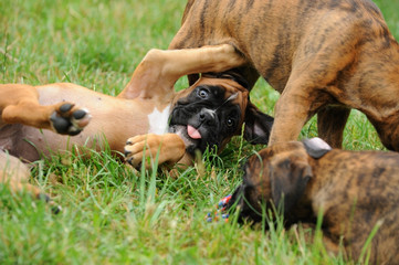 Boxerwelpen 113.1