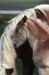 câlin du jeune poney haflinger à sa maman