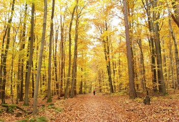 Deutschland Herbst Wald Taunus Mittelgebirge