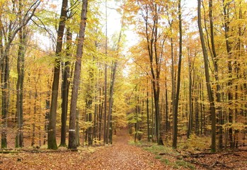 Herbst Wald Laub Bäume Färbung Weg