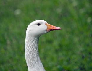 Goose