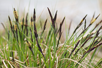 grass on the lake side.