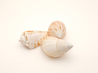 Cockleshells
