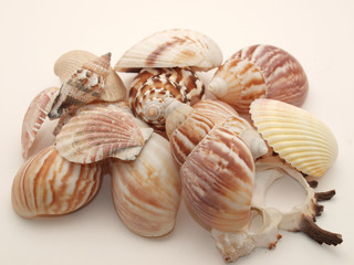 Cockleshells