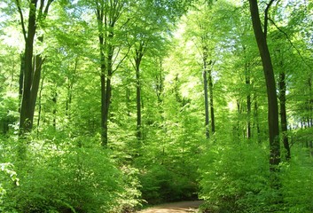 Deutschland Wald Frühling Weg Kraft Erneuerung