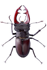 Stag Beetle on the white background