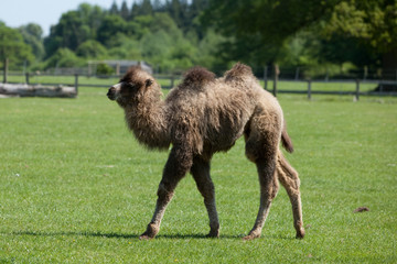 Bactrian Camel