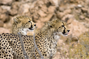 Cheetah lookout