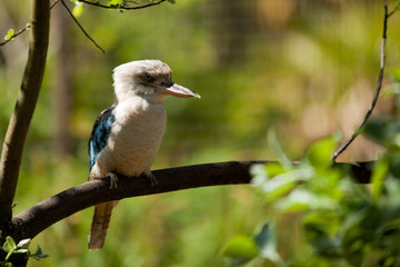 Kookaburra