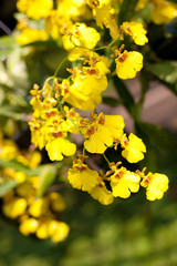 Obraz premium orchid