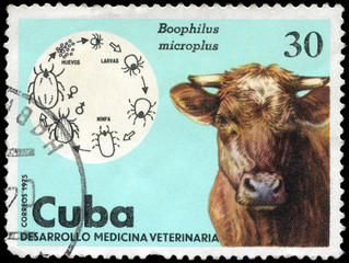 CUBA - CIRCA 1975 Cow
