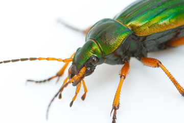 Carabus auratus