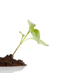 young plant