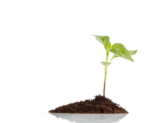 young plant