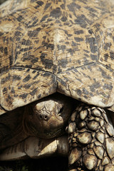 schildkröte