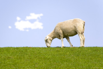 Deichschaf