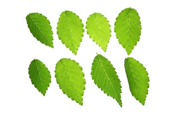 Elm leaves